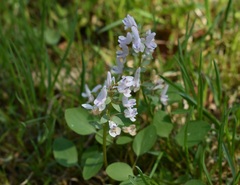 Corydalis repens