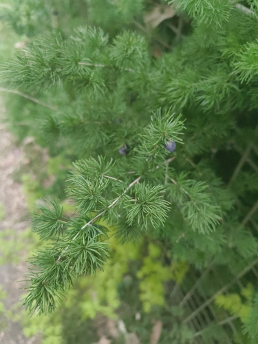 Asparagus macowanii