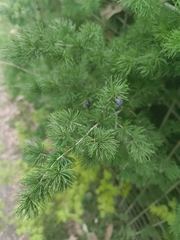 Asparagus macowanii