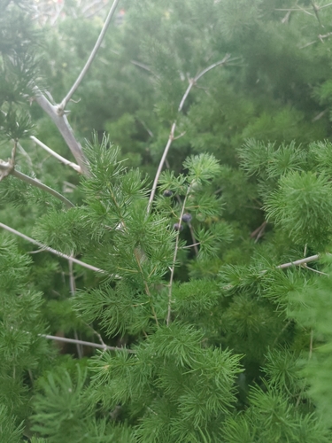 Asparagus macowanii, photograph 2