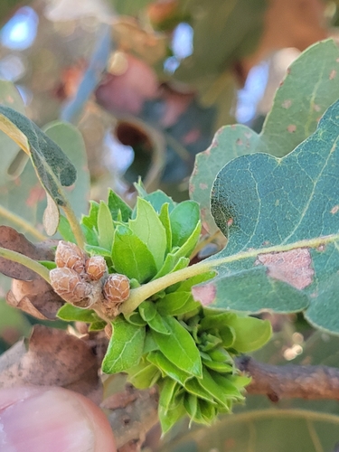 iNaturalist observation photo of Rosette-Gall Wasp
