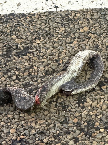 Western Ratsnake observed by jorden_perrett