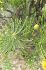 Euryops floribundus