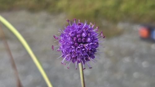 Devil's-bit Scabious