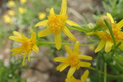 Euryops floribundus