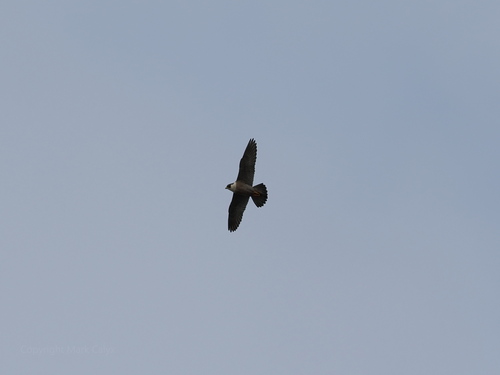 Peregrine Falcon observed by markcalyx