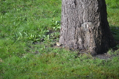 Phylloscopus collybita