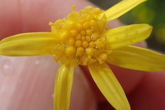 Euryops floribundus
