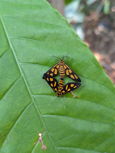 Hübner's Wasp Moth