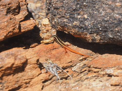 Lined Firetail Skink