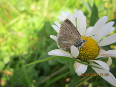 Aricia nicias