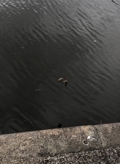 Riparia riparia