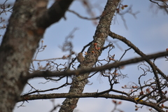 Phylloscopus collybita