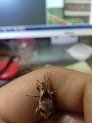 Bothynoderes affinis