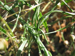Convolvulus angustissimus