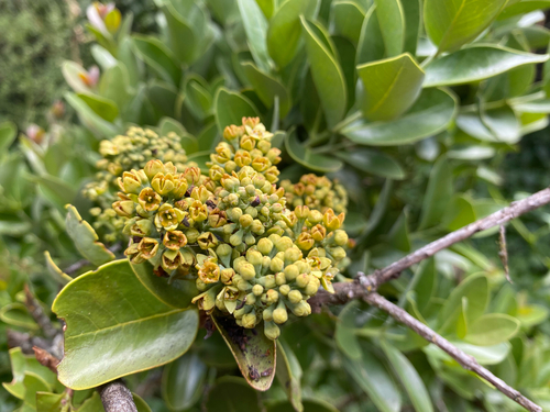 Santalum paniculatum observed 2026-08-12