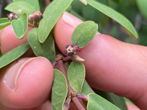 Euphorbia olowaluana observed 2026-08-12