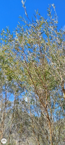 Leptospermum brachyandrum observed 2026-08-01