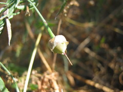 Convolvulus angustissimus