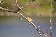 Phylloscopus collybita
