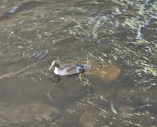 Common Goldeneye