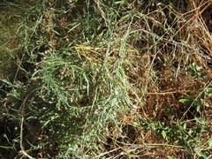 Convolvulus angustissimus