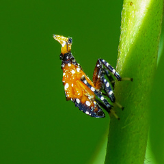 Kalidasa lanata