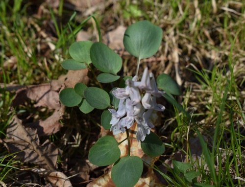Image of Creeping Corydalis (Corydalis repens) by (c) Repina Tatyana, some rights reserved (CC BY)