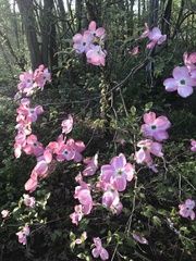 Cornus florida rubra