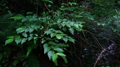 Cephalanthus tetrandra
