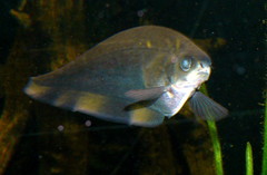 African Knifefish photo 2