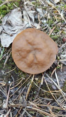 Gyromitra perlata