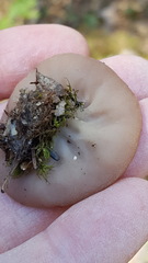 Gyromitra perlata