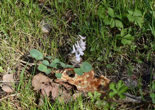 Image of Creeping Corydalis (Corydalis repens) by (c) Repina Tatyana, some rights reserved (CC BY)