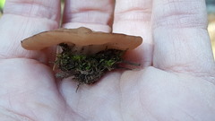 Gyromitra perlata