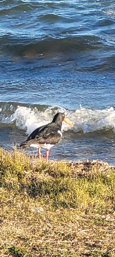 Pied Oystercatcher