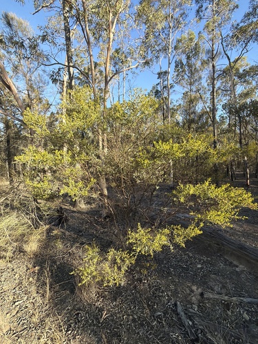 Acacia ixiophylla, photograph 2