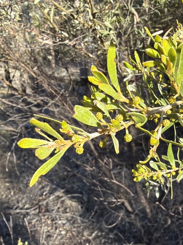 Acacia ixiophylla