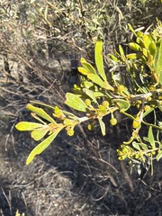 Acacia ixiophylla