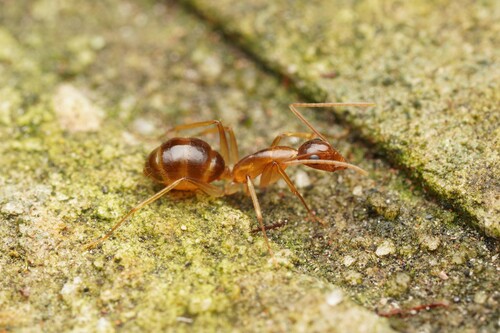 Camponotus humiliorCamponotus humilior