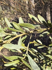 Acacia ixiophylla, photograph (c) Martin Hannan-Jones, some rights reserved (CC BY)