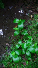 Saururus chinensis