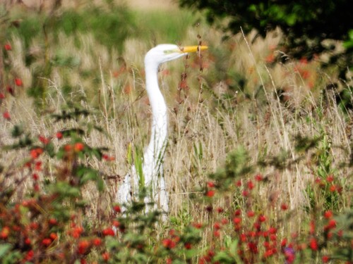 Great Egret