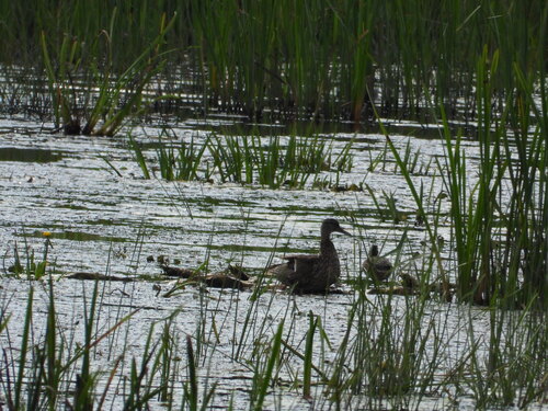 Mallard