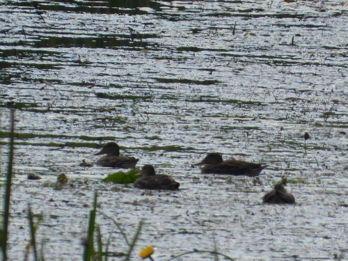 Green-winged Teal
