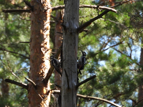 Great Spotted Woodpecker