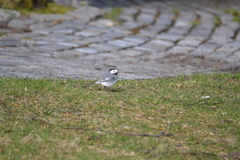Motacilla alba