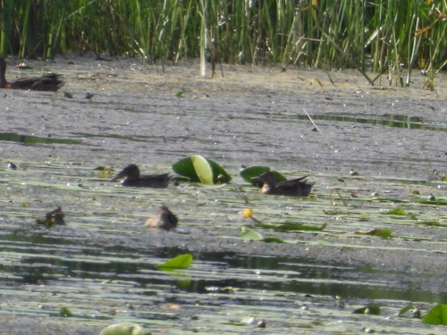 Northern Shoveler