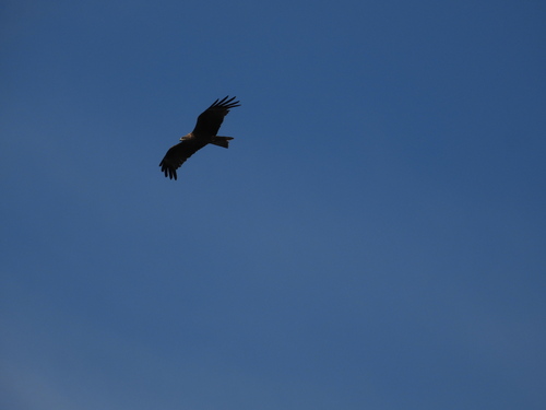 Black Kite