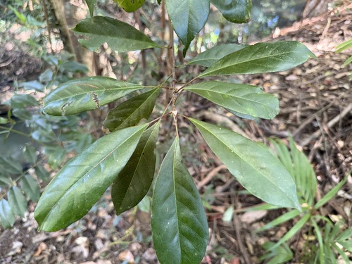 Elaeocarpus eumundi observed 2026-08-12